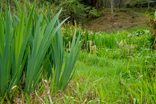 Green Reeds In The Garden