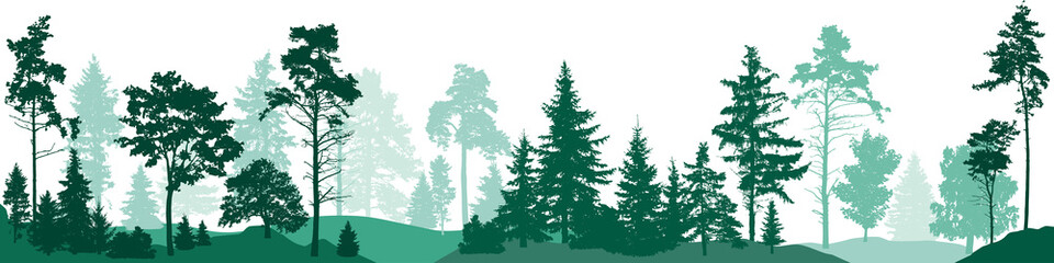 Wall Mural - Fir trees forest. Isolated on white background. Vector illustration