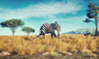 Elephant zebra different