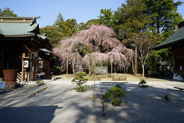 Wall Mural - 吉田神社　しだれ桜