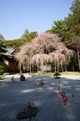 Wall Mural - 吉田神社　しだれ桜