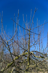 Wall Mural - Sprouts of apple tree branches on a tree in spring.