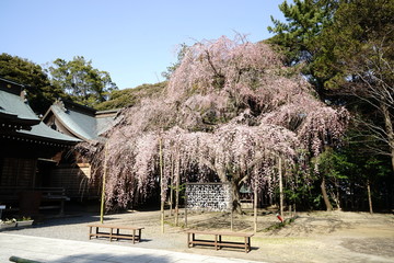 Wall Mural - 吉田神社　しだれ桜