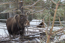 Коммерческое
Редакционное
Animal Wildlife. Young Moose In A Russian Village Eats Dry Branches. Winter