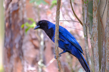 Azure Jay, Gralha Azul Or Blue Jackdaw Bird, Cyanocorax Caeruleus, Parque Estadual Rio Vermelho, Florianopolis, Brazil