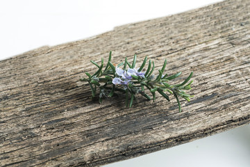 rosemary