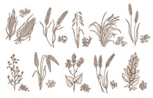 Cereal Grain And Plant Isolated Sketches Of Agriculture Harvest And Food Vector Design. Seeds Of Wheat, Oat, Barley And Corn, Rice, Buckwheat, Rye, Quinoa And Sorghum With Ears, Maize Kernels And Husk