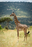 Fototapeta Zwierzęta - Masai giraffe stands in profile on hillside