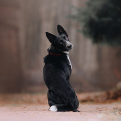 funny mixed breed dog posing outdoors in autumn