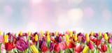 Fototapeta Tulipany - Many beautiful tulips on blurred background. Banner design