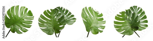 Fotomural Set with tropical Monstera leaves on white background