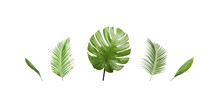 Set Of Tropical Leaves On White Background