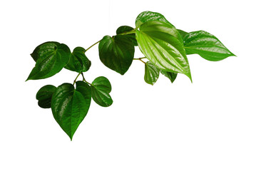 Wall Mural - Wild Betel Leafbush tropical green leaf.