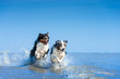 canvas print picture - Eine Gruppe von zwei Australian Shepherds springen voller Lebensfreude durch das blaue Wasser 