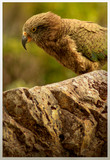 Fototapeta Sawanna - kea bird new zealand
