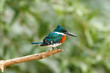 Close up of a Green Kingfisher Perched
