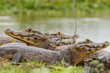 Yacare Caimans Clustered Near a Pond at Pantanal Wetlands, Brazil