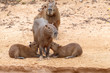 Capybara family with mother nursing two babies at Pantanal, Brazil