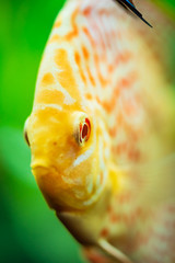 Wall Mural - Colorful fish from the spieces Symphysodon discus in aquarium. Closeup, selective focus.