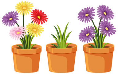 Wall Mural - Three clay pots with beautiful flowers on white background