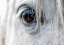 Eye Of The White Horse Close Up