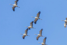 Flying Flock Of Common Crane (Grus Grus) In Flight Blue Skies, Migration