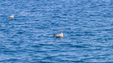 Young Gull On The Calm Sea Surface