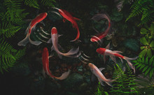 Koi Fish Swim Artificial Ponds With A Beautiful Background Of Green Plants