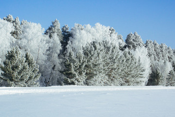 Canvas Print - Winter snow forest background Landscapes and cold nature and tree