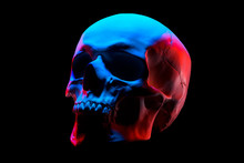 Side View Of Gypsum Model Of The Human Skull In Neon Lights Isolated On Black