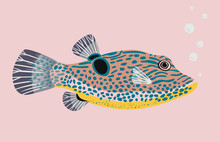 Cute Yellow Pink Fish. Japanese Puffer Fish. Vector Illustration