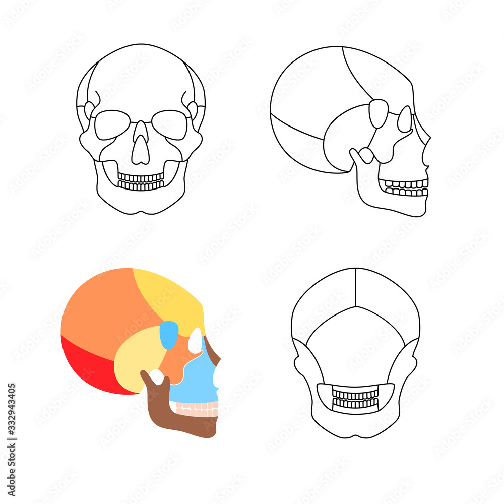 Human skull anatomy Stock Vector | Adobe Stock