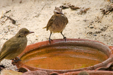 Wall Mural - Couple yellow-vented bulbuls with cool water in dried season