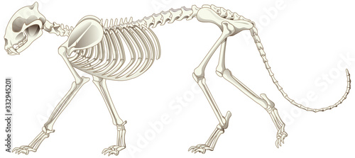 Fotomural Leopard skeleton on white background
