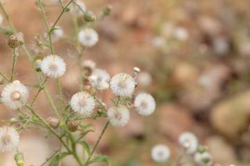 Wall Mural - sensitive focus little ironweed flowers or white flowers with blur background. soft focus beautiful 