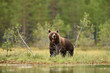 Brown bear in a wild taiga forest at summer