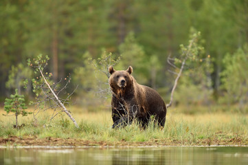 Wall Mural - brown bear in a wild taiga forest at summer