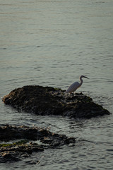 Canvas Print - Nature in Syracuse Italy (Sicily)