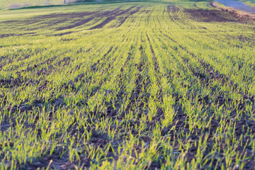 Canvas Print - Young sprouts of wheat on a morning spring field