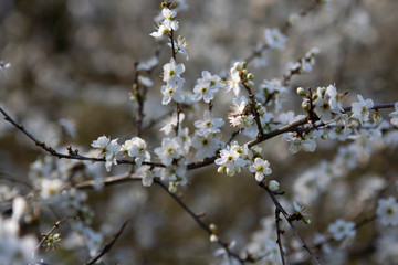 white forest flowers