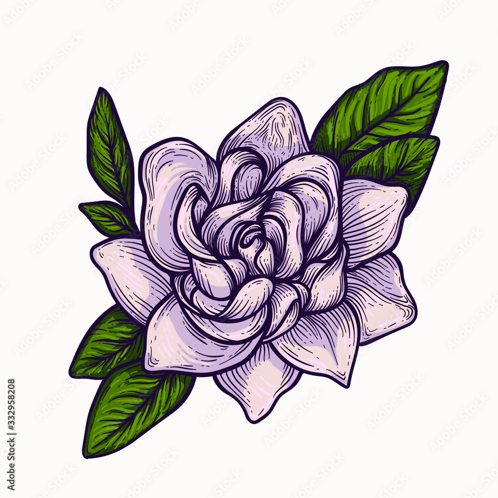 gardenia blooming flowers hand drawn isolated colorful and outline ...