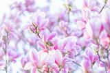 Fototapeta Kwiaty - Blooming pink magnolias on a branch in springtime. Beautiful spring flowers. Toned image. Copy space.