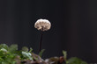 Mushroom, photo Czech Republic, Europe