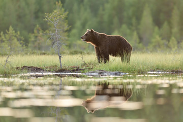 Wall Mural - big male brown bear in wild taiga landscape at summer evening