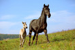 Mare with foal gallop through green meadow with blue sky on background 