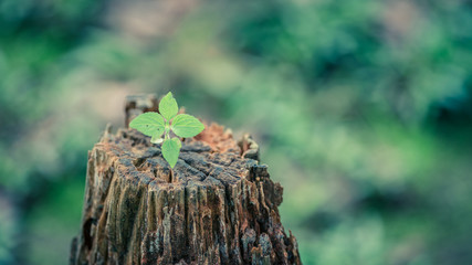 Growing Green Plant