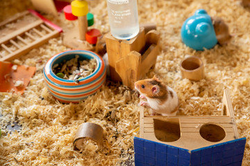 Fluffy Syrian Hamster with wooden hamster house in a cage.