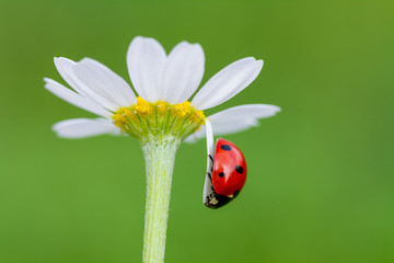 Wall Mural - The ladybird creeps on a camomile flower