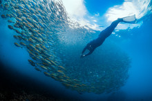 Freediver With Fish