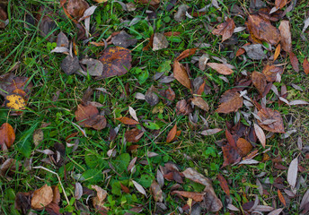 Texture of bright green grass with faded brown leaves. Abstract nature background